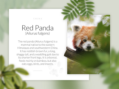 Animal description animal card graphic design light nature picture red panda ui ux web webdesign zoo