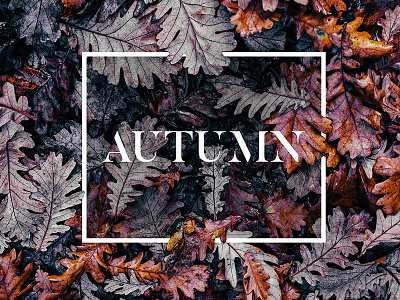 autumn autumn colors design font leaves nature photo