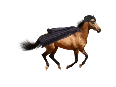 Hay Mamas 3d animation art branding design graphic design horse lesbian logo modern motion graphics nature queer