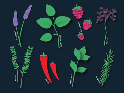 Plant illustrations design food herbs illustration plants shadows