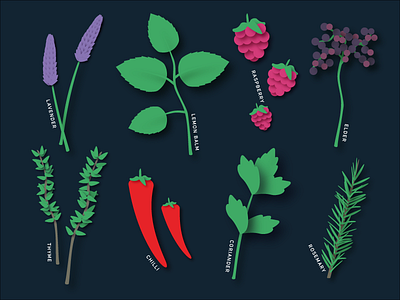 Plant illustrations