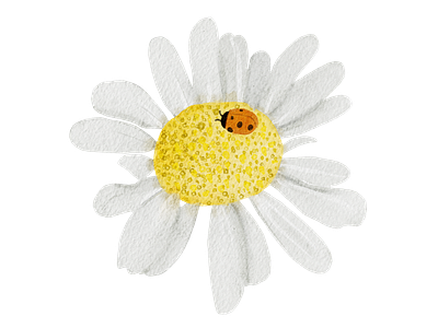 Ladybug on Daisy design handdraw illustration watercolor