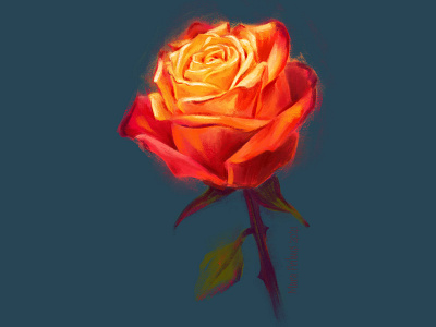 Fire rose botanical digital painting flower illustration ipad painting procreate rose