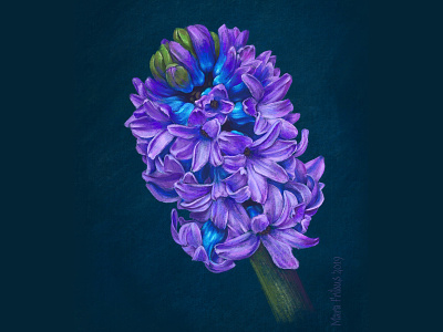 Hyacinth botanical digital painting drawing flower hyacinth illustration ipad painting procreate