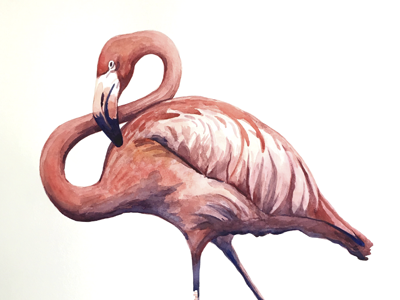 Flamingo Watercolor