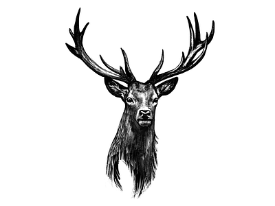 Red Deer buck deer drawing ipad sketch