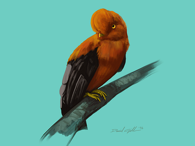 Orange Bird bird digital ipad painting