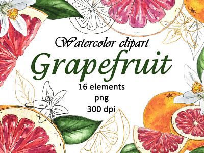 Watercolor Grapefruit Orange Clipart PNG botanical style branding clipart design flowers food fruit gold graphic design green grupefruit illustration leaves logo orunge spring summer tropical watercolor wedding