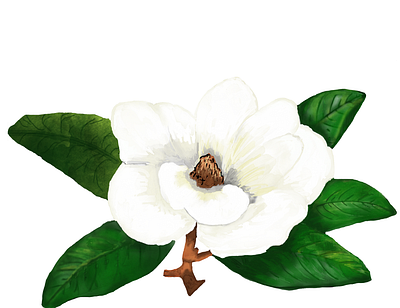 Watercolor Magnolia 300dpi acrylic art art illustration design flower high quality illustration magnolia original original art png print procreate southern watercolor