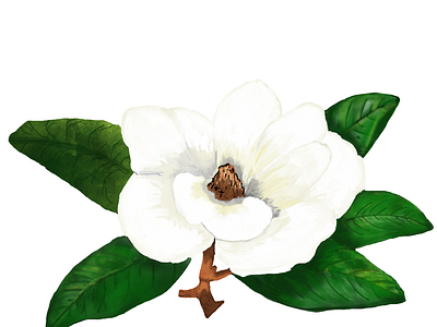 Watercolor Magnolia 300dpi acrylic art art illustration design flower high quality illustration magnolia original original art png print procreate southern watercolor