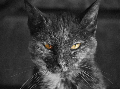 Barn Cat animal photography animals barn black and white cat focus in focus kitty photography pop of color