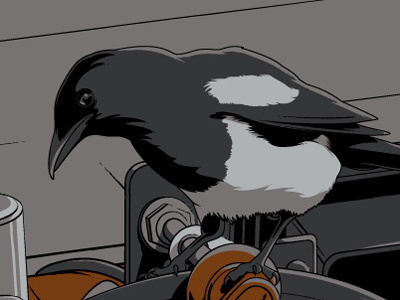 Magpie