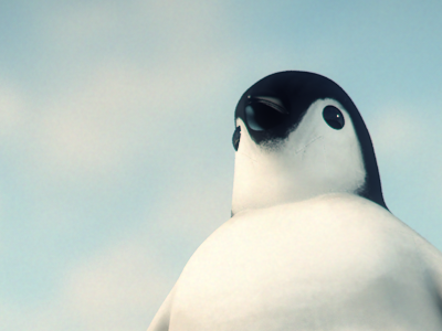 Happy fishmas c4d bodypaint penguin festive cinematic