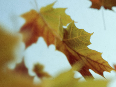 3D blowing leaves