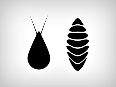 Bugs? black bug icon idea minimal