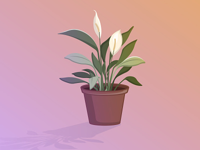 Peace lily flower home plant illustration peace peace lily plant
