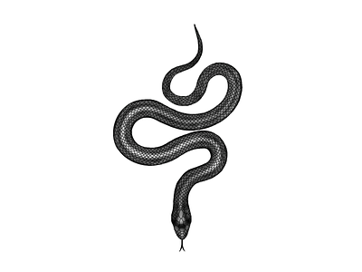 Snake branding design graphic design illustration minimal typography vector