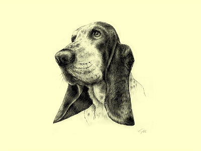 Pepper animal basset basset hound dog drawing good girl graphite hatching illustration pencil portrait