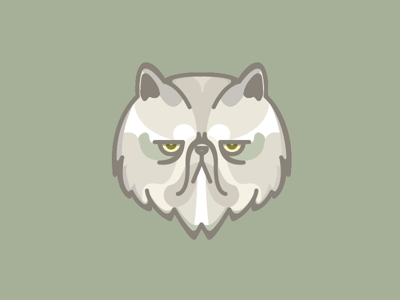 Wise Cat animal animation cat colors design eyes flat gif graphic grey illustration wise