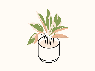 untitled calathea illustration indoor plant isometric plant plant illustration