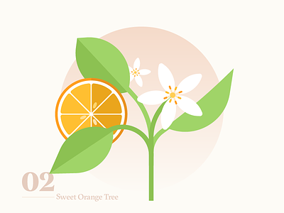 Sweet Orange Tree botanicals decor green icon illustration orange plants