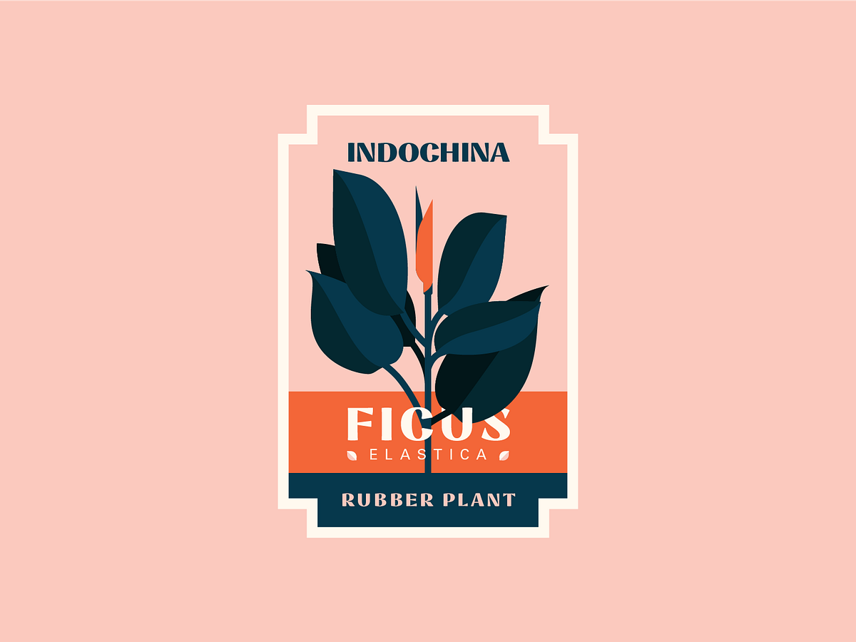 Ficus Elastica designs, themes, templates and downloadable graphic ...