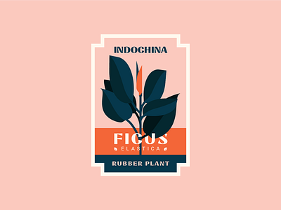 Rubber Plant badge badge design ficus elastica illustration kps3100 logo plant plants rubber plant