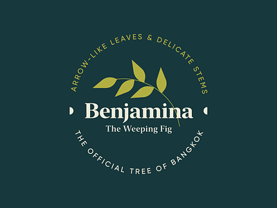 Weeping Fig badge badge design benjamina fig kps3100 plant plant illustration plants weeping fig
