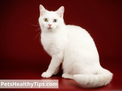 Pets Healthy Tips