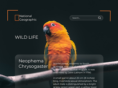 National Geographic A PARROT design graphic design ui ux