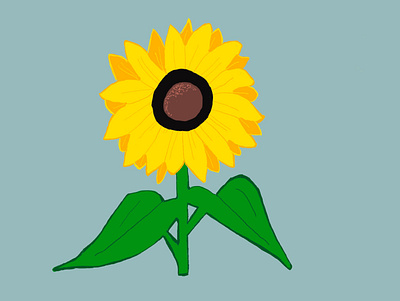 Sunflower illustration