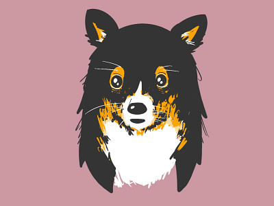 kato - Shetland sheepdog dog illustration procreate