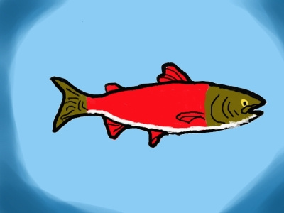 Salmon illustration