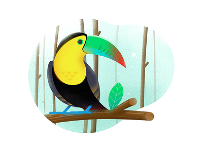 Toucan illustration