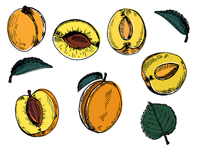 Apricot Vector Botanical Illustration