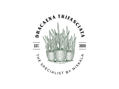 Logo Dracaena Trifasciata