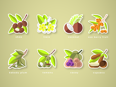 Tropical ingredients coconut cosmetic flat design fruits icon illustration ingredients phytocomplex tropical vector