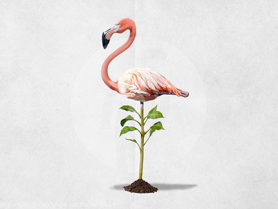 Planted avian bird feet flamingo foliage leg pink plant plumage