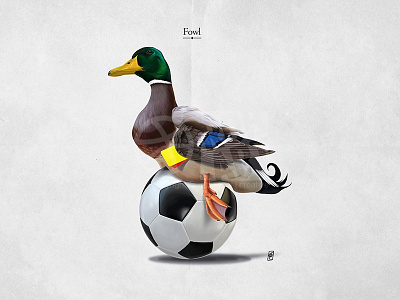 Fowl avian ball bill bird feathers football foul fowl mallard sitting sport