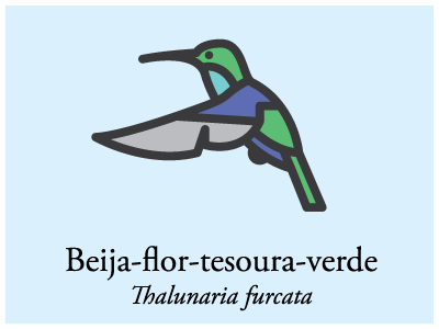 Beija-flor-tesoura-verde bird brazil icon illustration vector