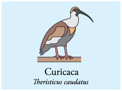 Curicaca bird brazil icon illustration vector