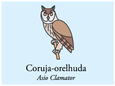 Coruja Orelhuda bird brazil icon illustration vector