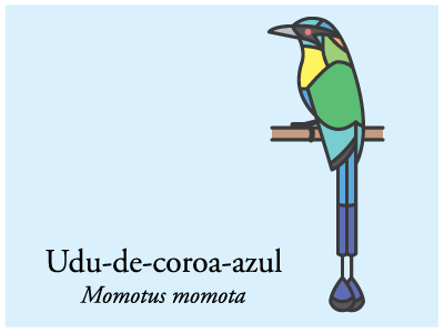 Udu de Coroa Azul bird brazil icon illustration vector