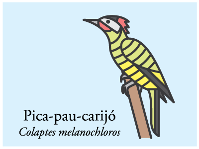 Pica-pau-carijó bird brazil icon illustration vector