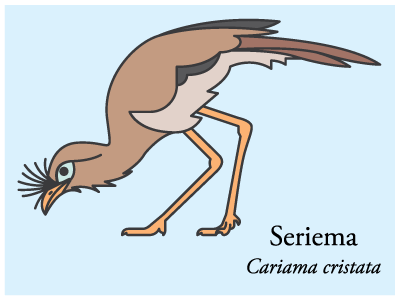 Seriema bird brazil icon illustration vector
