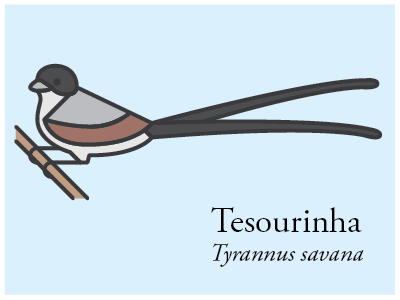 Tesourinha bird brazil icon illustration vector