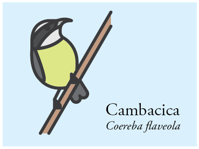 Cambacica bird brazil icon illustration vector
