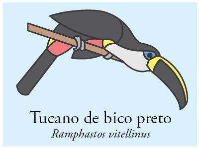 Tucano-de-bico-preto bird brazil icon illustration vector