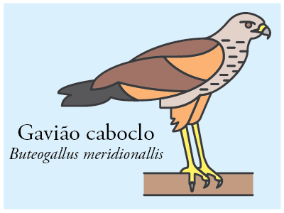 Gavião-caboclo bird brazil icon illustration vector