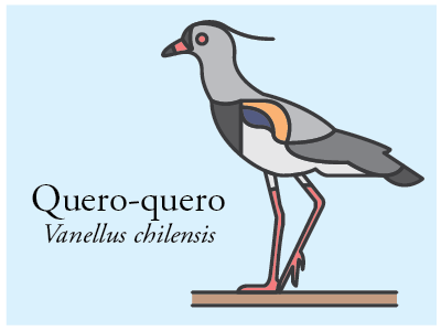 Quero-quero bird brazil icon illustration vector